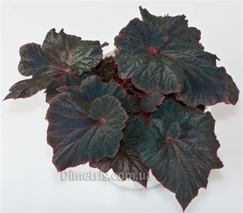 Архів :: Просмотр темы - DS-Бегонии