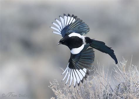 Black Billed Magpie An Interesting Flight Maneuver Feathered