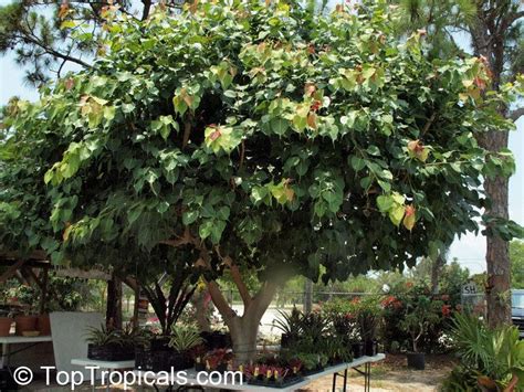 Ficus Religiosa Alchetron The Free Social Encyclopedia