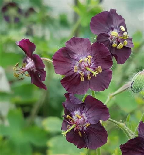 GERANIUM PHAEUM X 1 Plant Pelargonium Perennial EUR 7 96