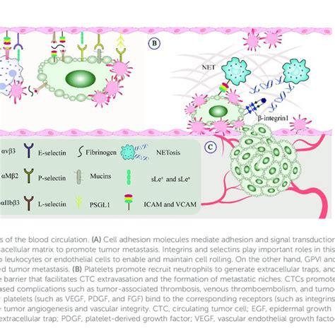 Platelet Inhibitors And Anticoagulants In Cancer Therapy Download