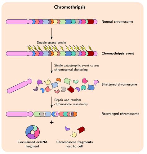 Genes Free Full Text Gene Duplication And Gene Fusion Are Important Drivers Of