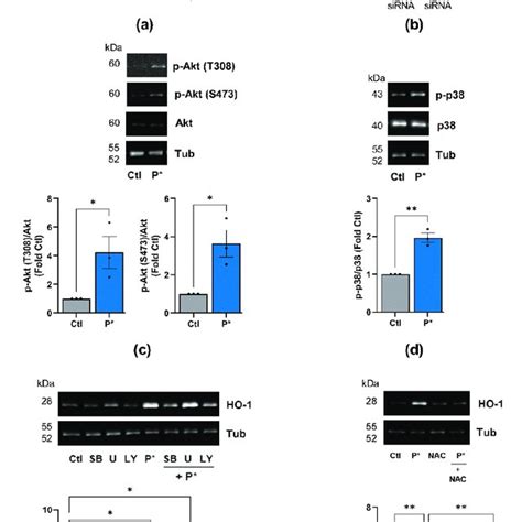 P Mediated HO 1 Induction Requires Activation Of Nrf2 PI3K Akt And