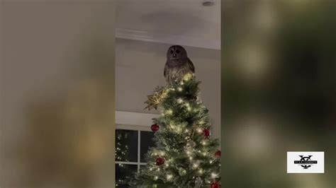 What Caught My Eye: Christmas Tree Owl