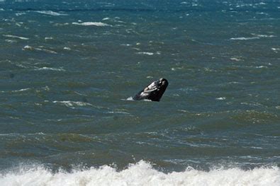 G1 Brasil NOTÍCIAS Baleias aparecem em praias no RS