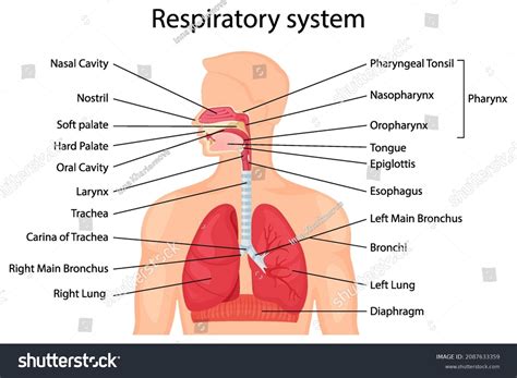 Human Respiratory System Description Corresponding Parts Stock Vector ...