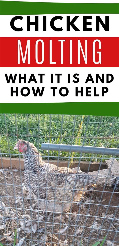 Molting Chickens What Why And How To Help Mranimal Farm Molting