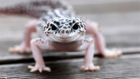 Gecko De Estima O Aposto Que Voc N O Sabia Nada Sobre Esse Pet