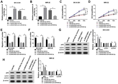 Downregulation Of MiR 542 3p Reversed The Effects Of SNHG16 Knockdown