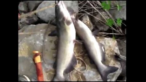 Channel Catfishing From Bank With Cut Bait YouTube