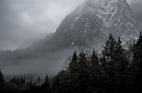 图片素材 景观 树 性质 森林 荒野 雪 冬季 云 厂 多雾路段 薄雾 阳光 早上 山脉 天气 黑暗 单色