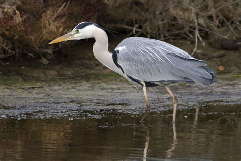 Héron Cendré Photo Et Image Nature Animal Oiseaux Images Fotocommunity