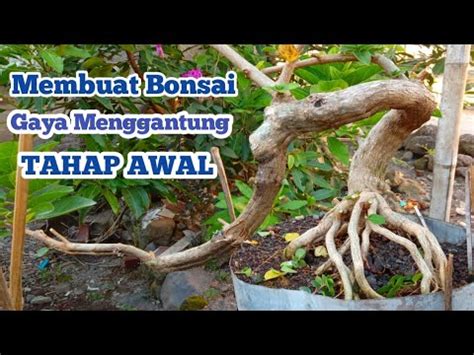 Proses Seleksi Cabang Untuk Pembentukan Gerak Dasar Bonsai Sancang Gaya