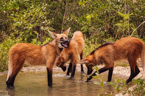 Parque Vida Cerrado transfere primeiros lobos guarás que integram