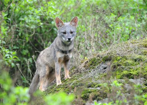 Foxecology: They call me Zorro!