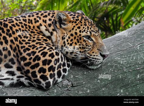 Javan Leopard Panthera Pardus Melas Resting On Fallen Tree Trunk In