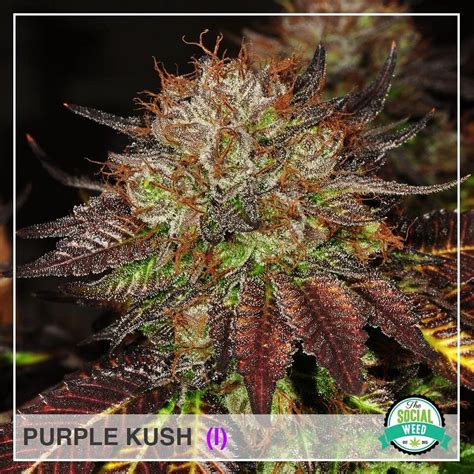 Purple Kush - The Social Weed