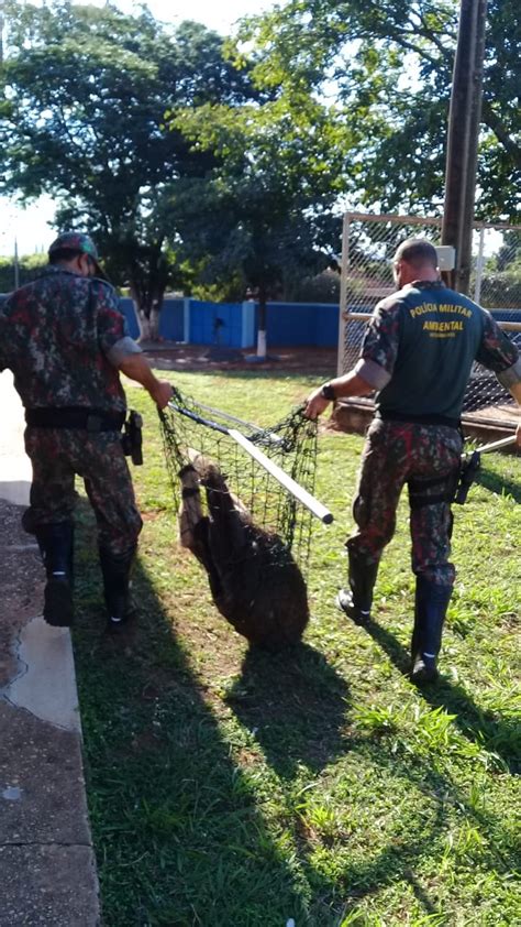 Tamandu Capturado Ferido No P Tio De Escola Em Ms Diz Pol Cia