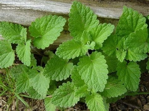 13 Healing Herbs You Can Grow At Home Daves Garden