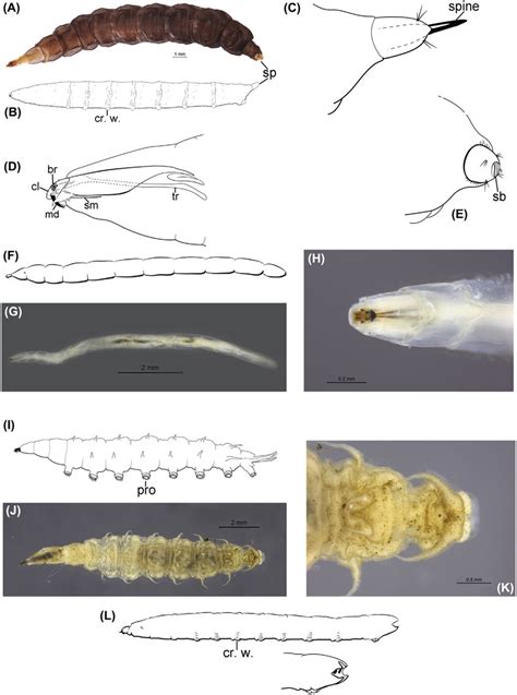 Tabanidae Larvae