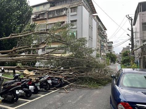 卡努強風吹倒新店12公尺路樹 擊中8機車 生活 自由時報電子報