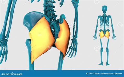 Gluteus Maximus On A White Background 3d Model Stock Footage Video Of Extensor Deltoid