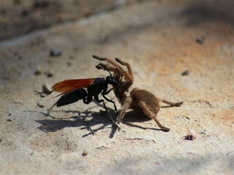 Tarantula Hawk Cazador