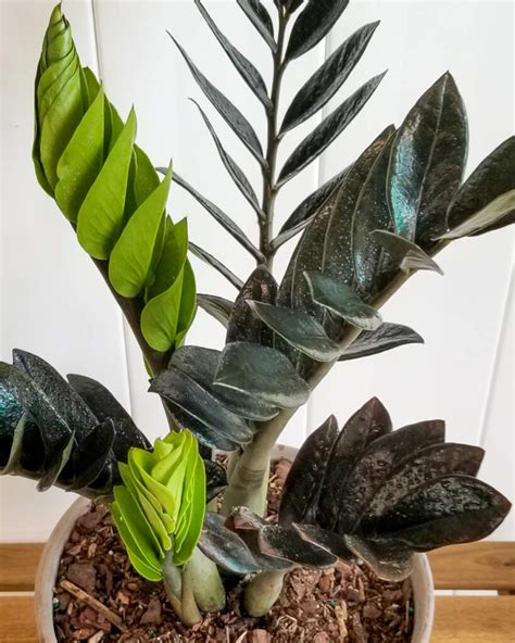 Zz Plant Care Growing Zamioculcas Zamiifolia How To Guide