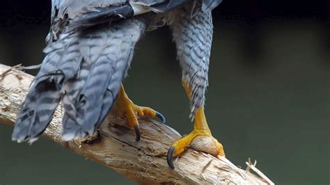 Internationales Forscherteam entdeckt Stammbaum der Vögel DER SPIEGEL