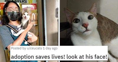 Curious Cats Hilariously Bumping Into Cameras In Curious Cat