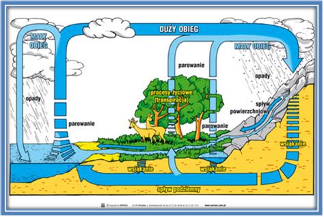 Obieg Wody W Przyrodzie Schemat Dla Dzieci Question