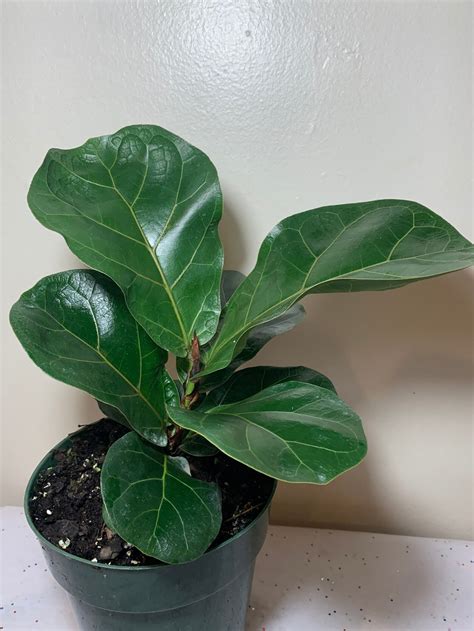 Ficus Lyrata Bambino 6in Pot Single Stem Fiddle Leaf Fig Etsy