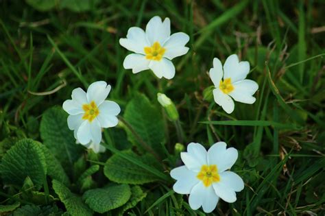 Primrose White Nature Free Photo On Pixabay Pixabay