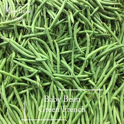 Easy Baby Green French Bean Seeds 20 Seed Pot Friendly Tanam Pasu