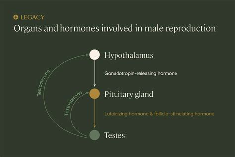 Guide to Male Fertility, Improvement, and Testing | Legacy