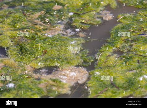 Pond Scum Hi Res Stock Photography And Images Alamy