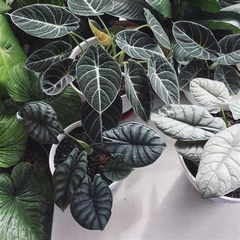 alocasia "black velvet", "dragon scale" and "silver dragon" Indoor ...