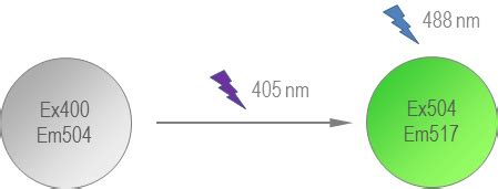 Photoactivatable Photoconvertible And Photoswitchable Fluorescent