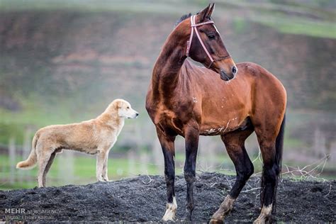 The Turkoman Horse