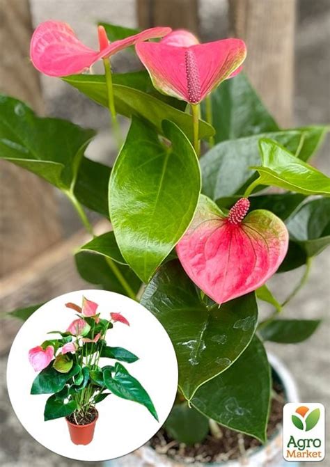 Антуриум (Anthurium) "Sweet Dream" - Комнатные растения - купить в ...