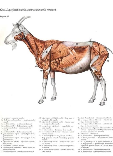 Contemporary Sheep Muscle Anatomy Crest Anatomy And Physiology