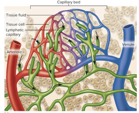 Bio 204 Lecture 7 Lymphatic System Flashcards Quizlet