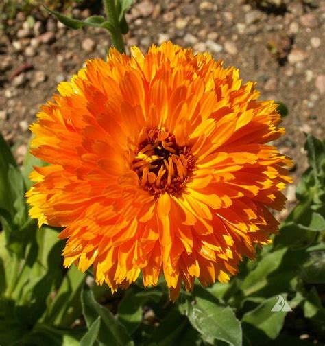 Calendula Balls Orange Calendula Officinalis Applewood Seed Company