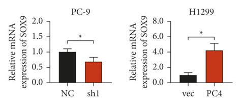 Sox9 Acts As A Downstream Factor Of Pc4 A B The Expression Of