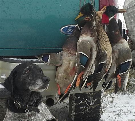 Duck Hunting Dog Breeds - Dog Training Home | Dog Types