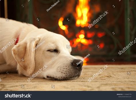 Yellow Lab Puppy Sleeping