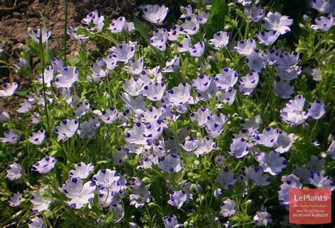 Немофила пятнистая (Nemophila maculata) — описание, выращивание, фото ...