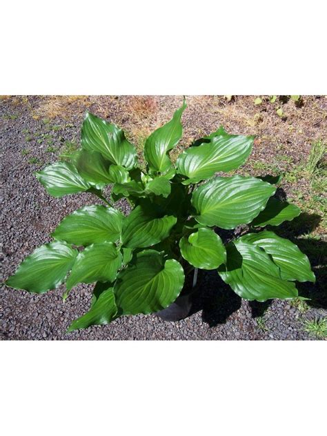 Виктори хоста (66 фото)