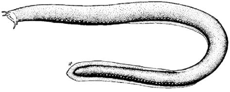 Myxine glutinosa (dessin FAO) | Download Scientific Diagram