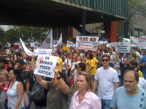 Animais para Adoção SP Manifestação Crueldade Nunca mais em São Paulo